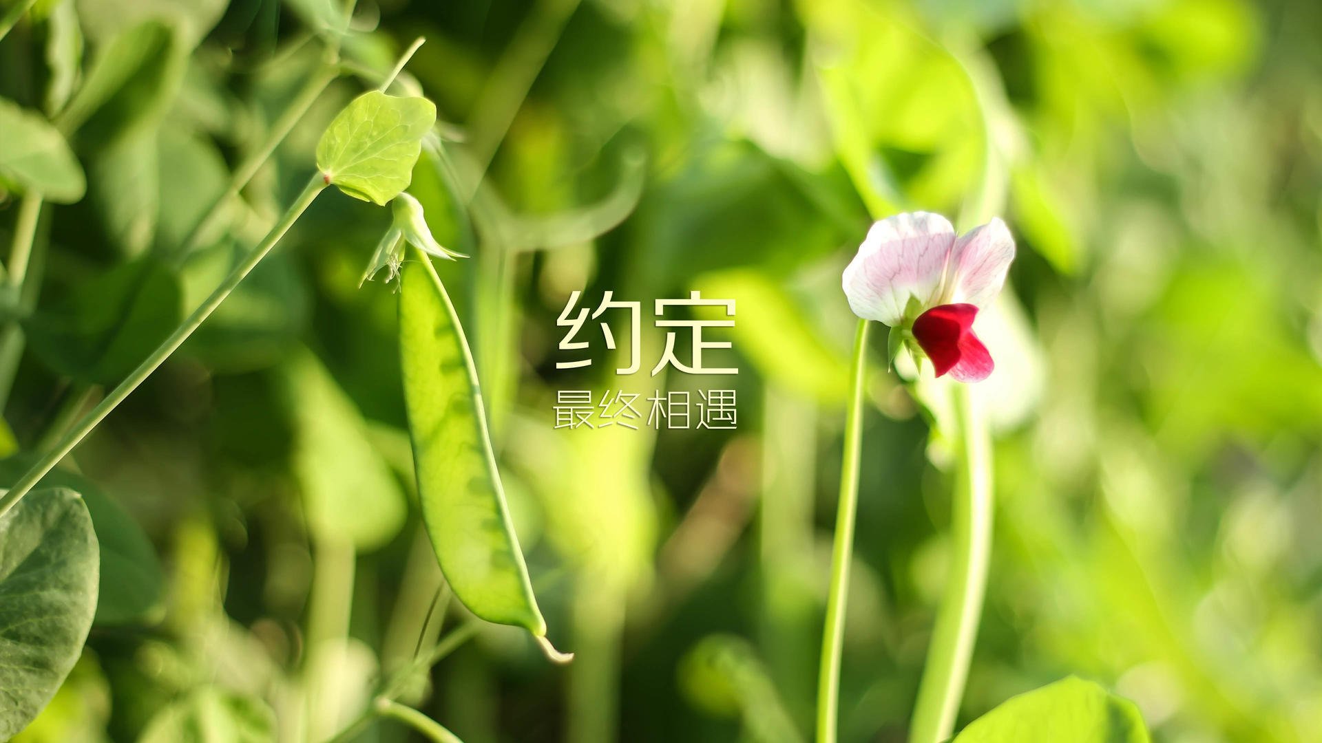 巴拉多利德客场逆转，拿下重要胜利，巴拉多利德足球俱乐部