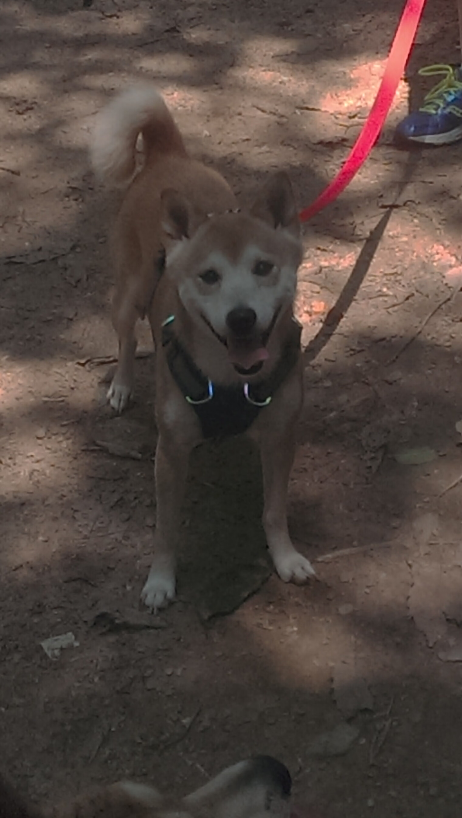 篮球运动员专项技能训练智能辅助工具研发，篮球运动员功能性训练