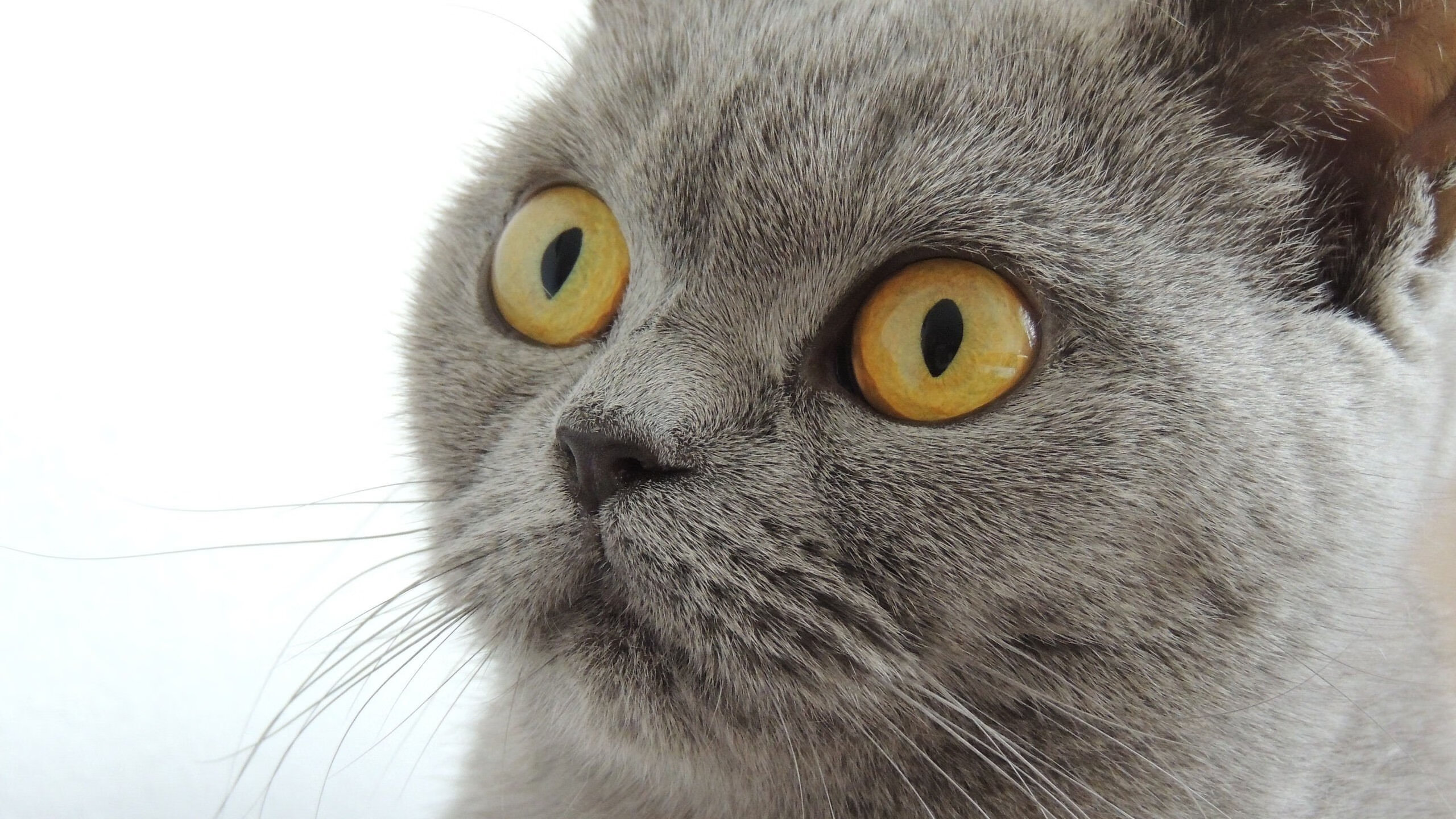 体育新闻中心协办全国体育数字传播创新论坛，体育数字化平台