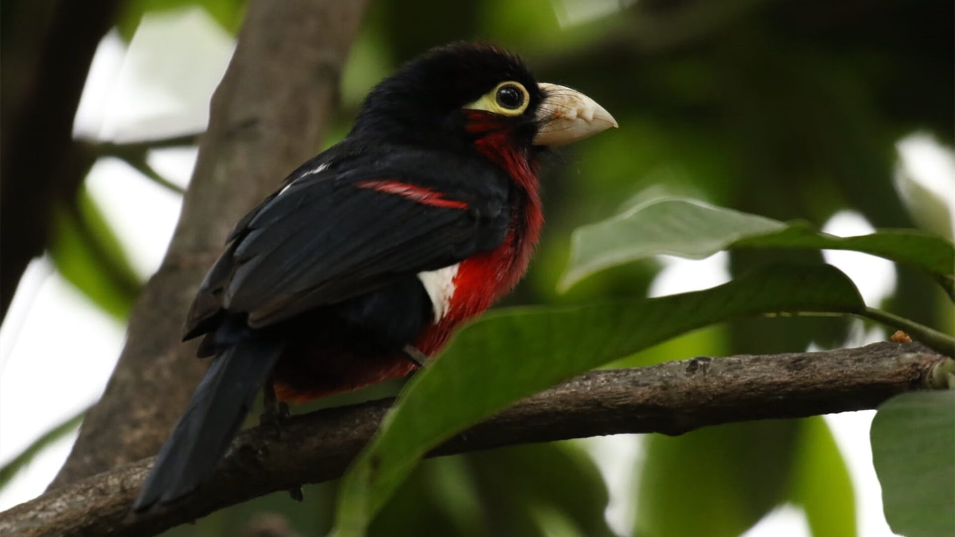 法兰克福高强度拼抢限制对手节奏变化,法兰克福伤停情况
