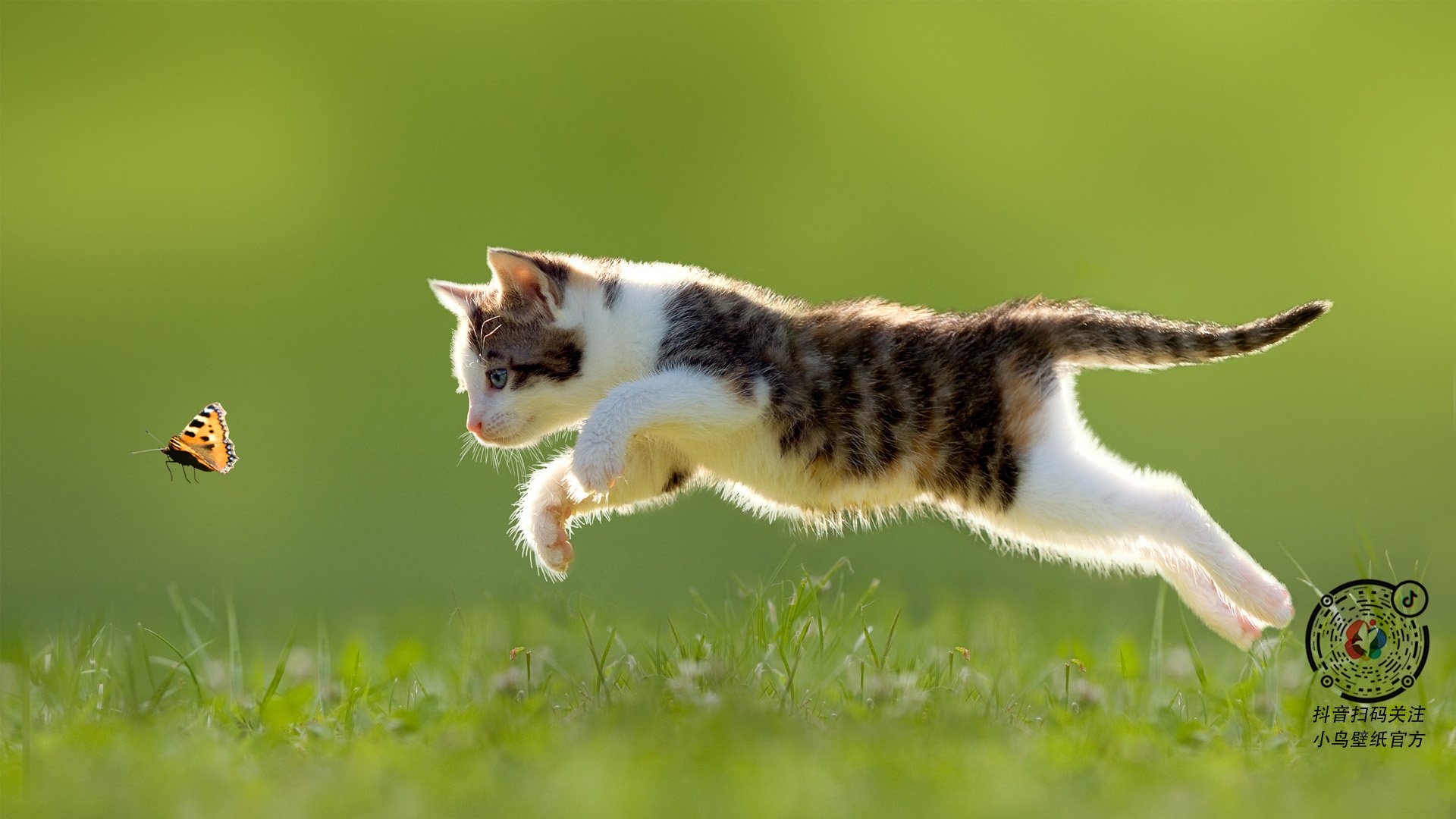 唐纳德·高尔的攻防转换高效，带领袋鼠队重夺比赛主导权，唐纳德古尔德