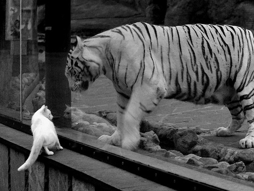 希腊女篮再次夺冠，持续传承辉煌荣耀，希腊女篮直播