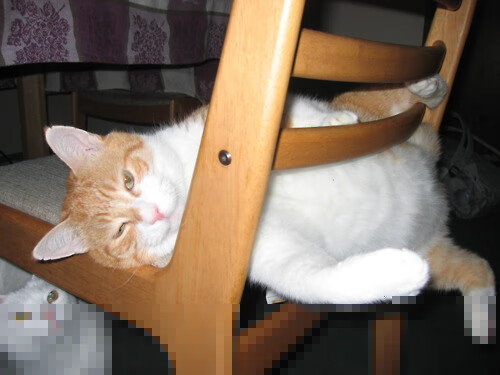 张伟丽晒训练照肌肉线条惊艳网友，张伟丽最近训练情况