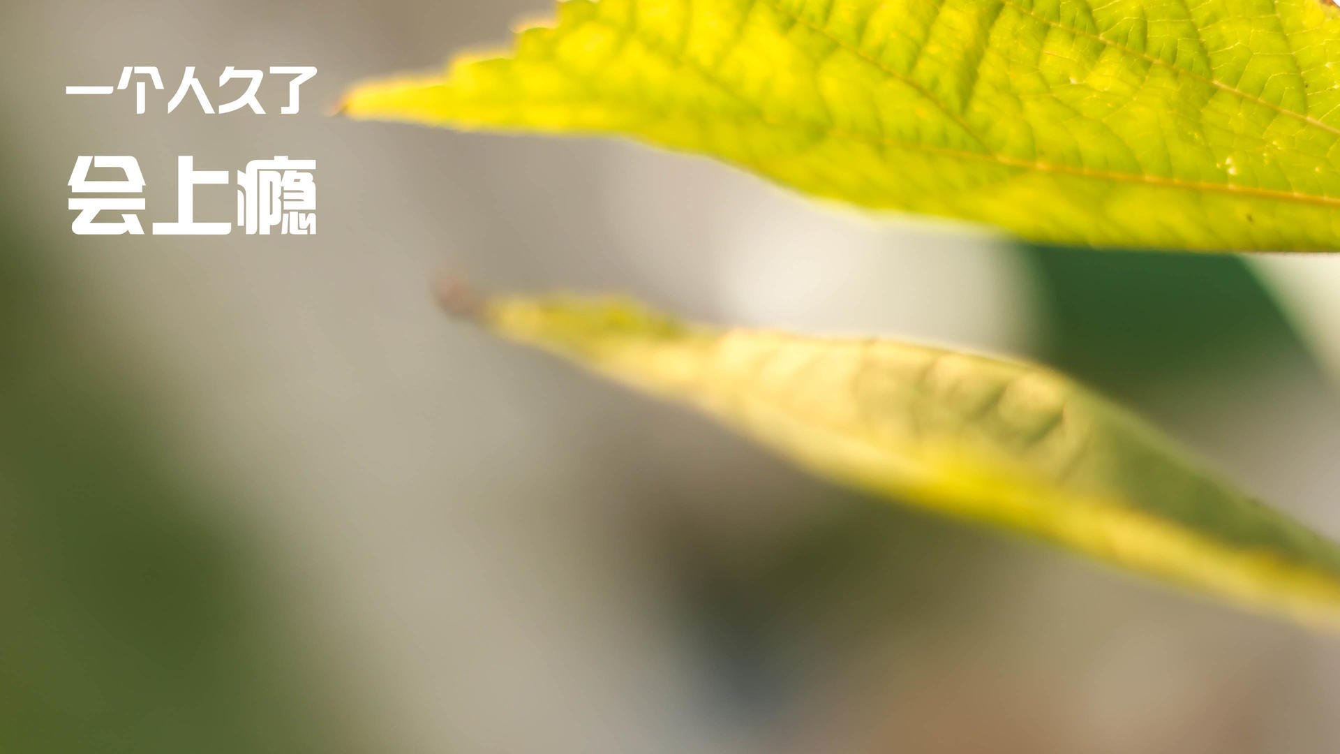 帕特森凭借稳定表现，帮助袋鼠队轻松驾驭比赛节奏，帕特森在哪里