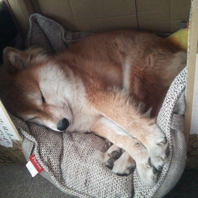 阿根廷美洲雄鹰队在橄榄球冠军锦标赛中迎来突破，阿根廷国家队雄鹰