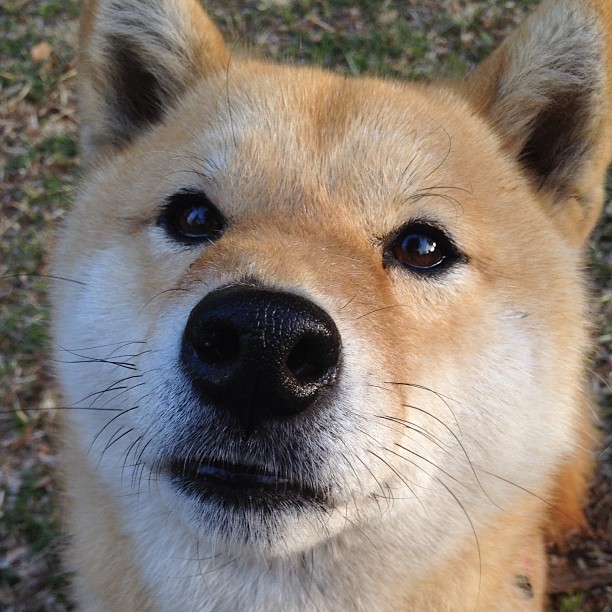 AIYOUXI.COM-高校校园足球联赛成为输送人才重要渠道，2021高校足球联赛